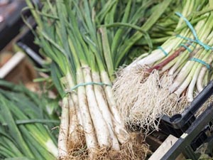 Photo: Clara Soler Chopo Calçots